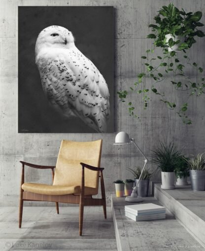 Snowy owl framed canvas