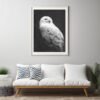 Snowy owl photography print Snowy owl photography print