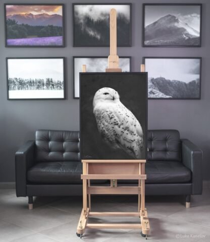 Snowy owl framed canvas