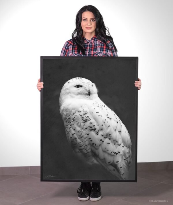 Snowy owl framed canvas Snowy owl framed canvas