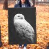 Snowy owl framed canvas Snowy owl framed canvas