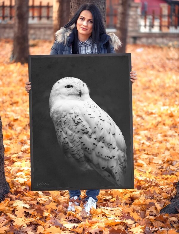 Snowy owl framed canvas