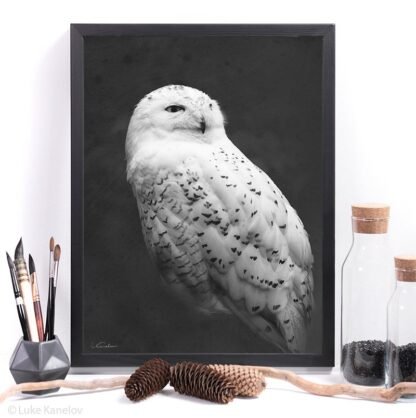 Snowy owl photography print