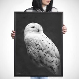 Snowy owl photography print