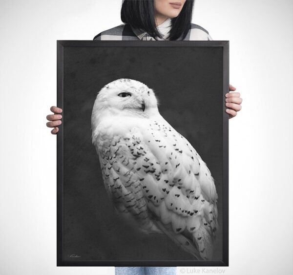 Snowy owl photography print