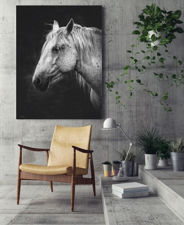 Black and white horse canvas