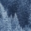 Snow Trees, landscape print, winter photography