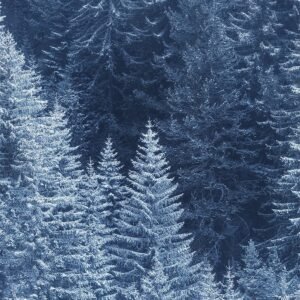 Snow Trees, landscape print, winter photography