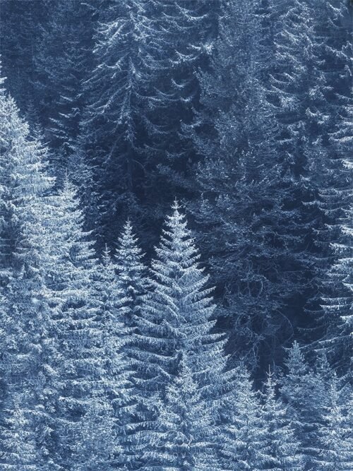 Snow Trees, landscape print, winter photography