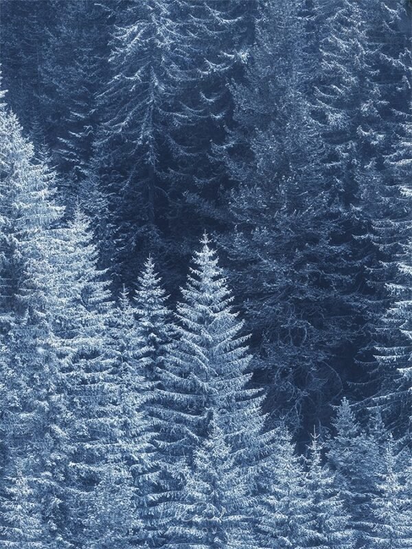 Snow Trees, landscape print, winter photography