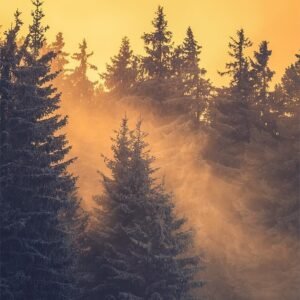 Winter forest landscape