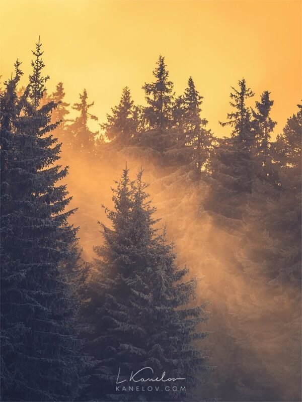 Winter forest landscape