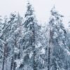 Winter landscape