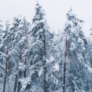 Winter landscape