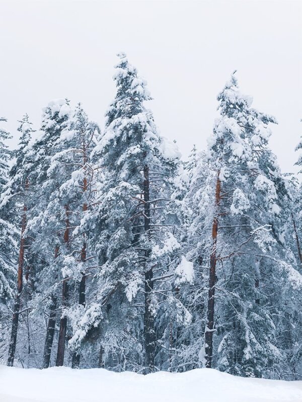 Winter landscape