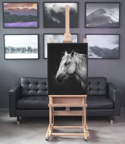 Black and white horse canvas