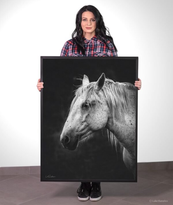 Black and white horse canvas