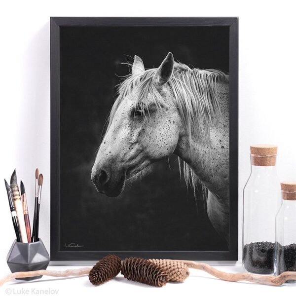 Black and white horse canvas