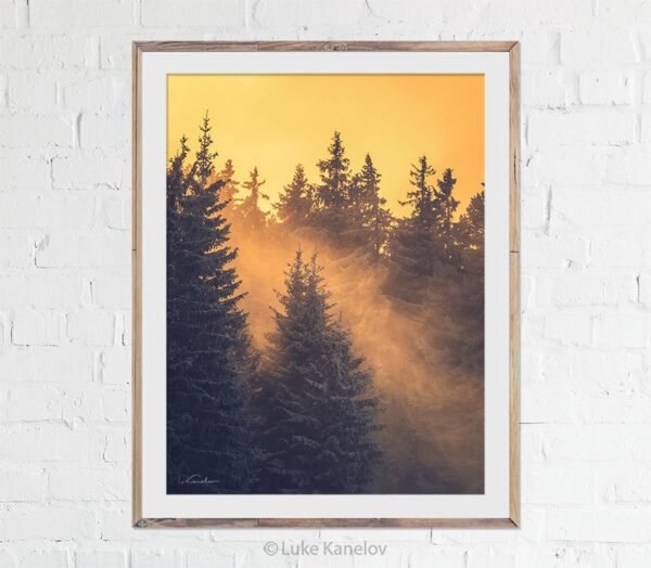 Winter forest landscape