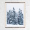 Winter landscape