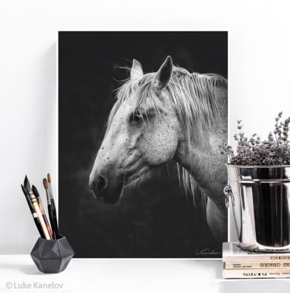 Black and white horse canvas