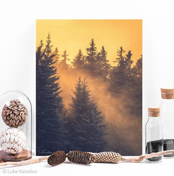 Winter forest landscape