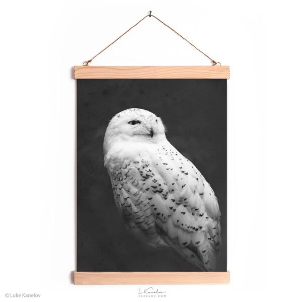 Snowy owl canvas