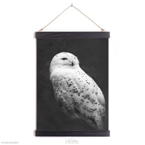 Snowy owl canvas