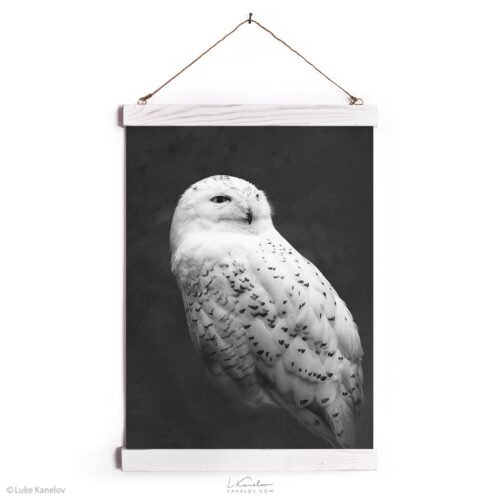 Snowy owl canvas