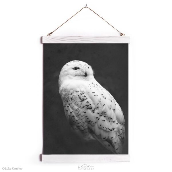 Snowy owl canvas