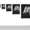 White horse wall decor