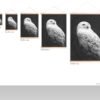 Snowy owl canvas