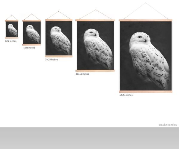 Snowy owl canvas
