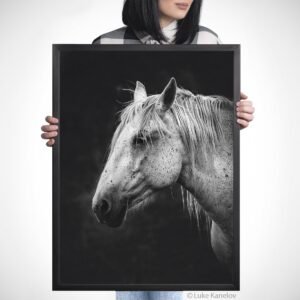 Black and white horse canvas