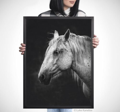 Black and white horse canvas