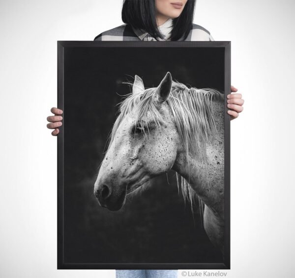 Black and white horse canvas
