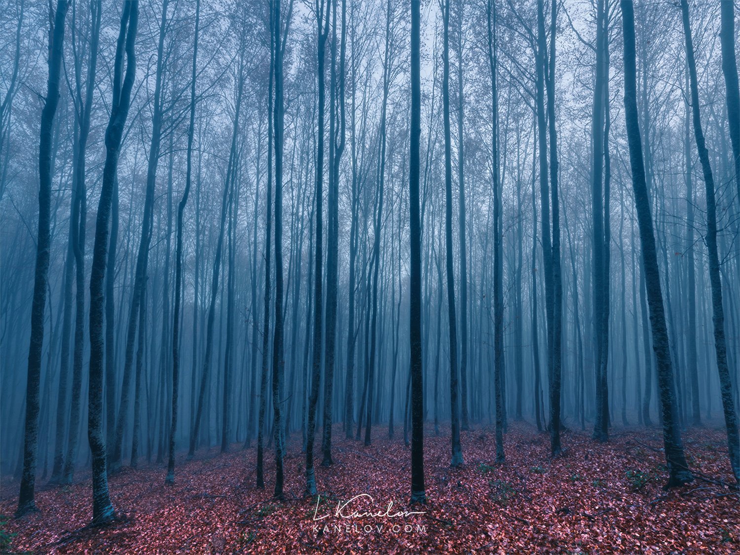 Misty Forest Landscape Nature Landscape By Luke Kanelov