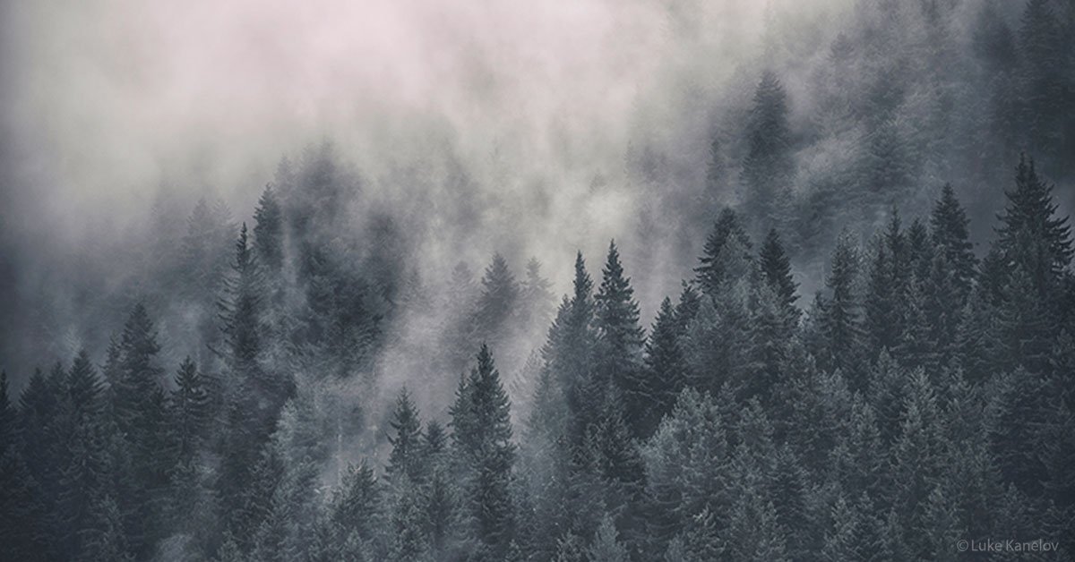 Misty Forest Landscape Print Nature Print By Luke Kanelov