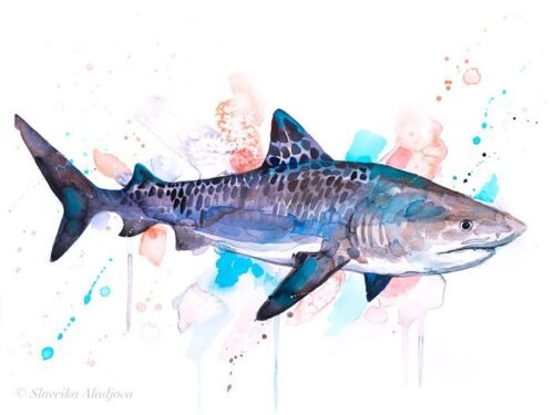 Tiger shark watercolor painting print by Slaveika Aladjova