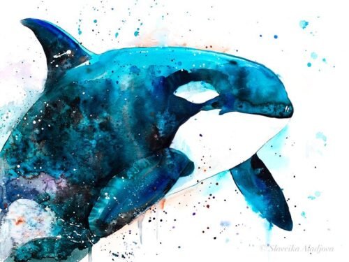 Orca watercolor painting print by Slaveika Aladjova