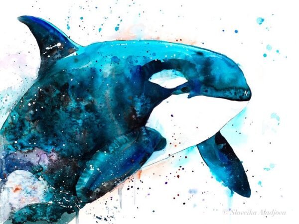 Orca watercolor painting print by Slaveika Aladjova