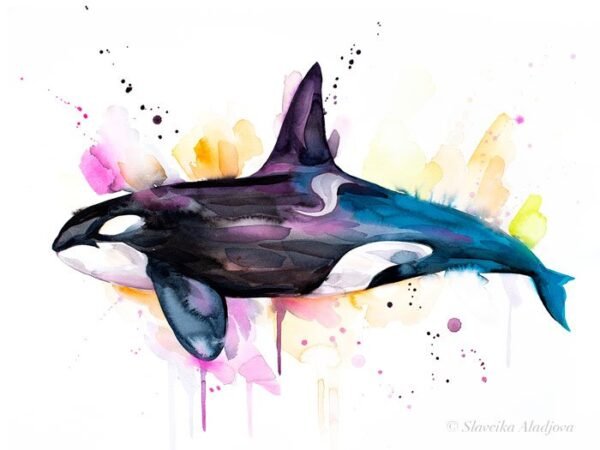 Killer whale watercolor painting print by Slaveika Aladjova