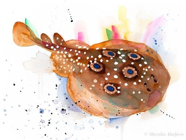 Common torpedo ray, Eyed electric ray watercolor painting print by Slaveika Aladjova