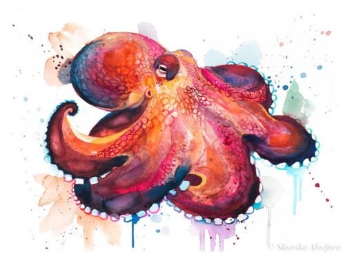 Coconut Octopus, Amphioctopus marginatus watercolor painting print by Slaveika Aladjova