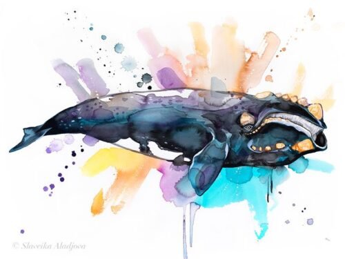 Southern right whale watercolor painting print by Slaveika Aladjova