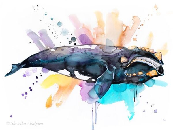 Southern right whale watercolor painting print by Slaveika Aladjova