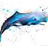 Sperm whale watercolor painting print by Slaveika Aladjova