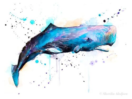 Sperm whale watercolor painting print by Slaveika Aladjova