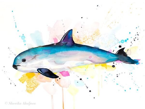 Vaquita watercolor painting print by Slaveika Aladjova