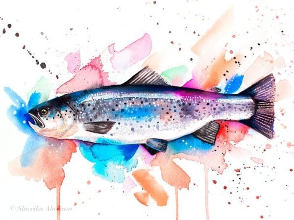 Atlantic salmon watercolor painting print by Slaveika Aladjova